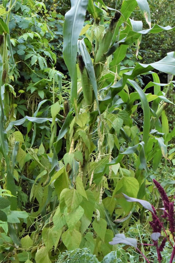 Haricots du saint sacrement sur des maïs selon la méthode des trois soeurs