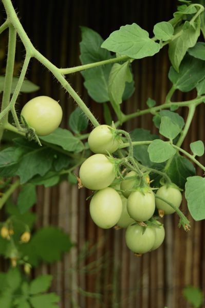 Tomate Ditmarsher, fruits verts en juin dans la serre