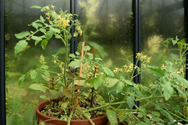 Tomate ditmarsher en pot dans la serre juin 2017