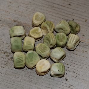 Pois ridé de kelvedon