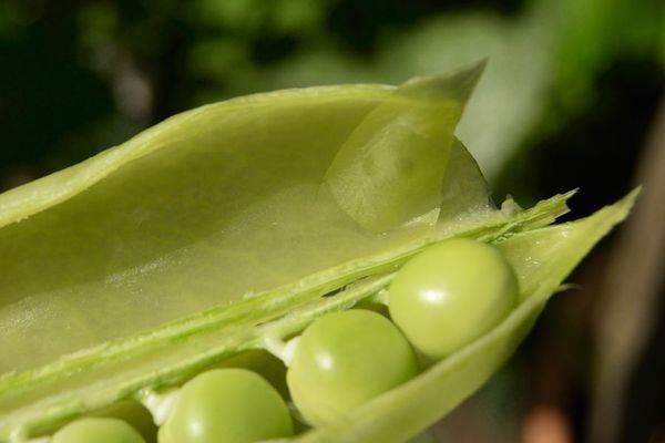 Parchemin dans gousse de pois