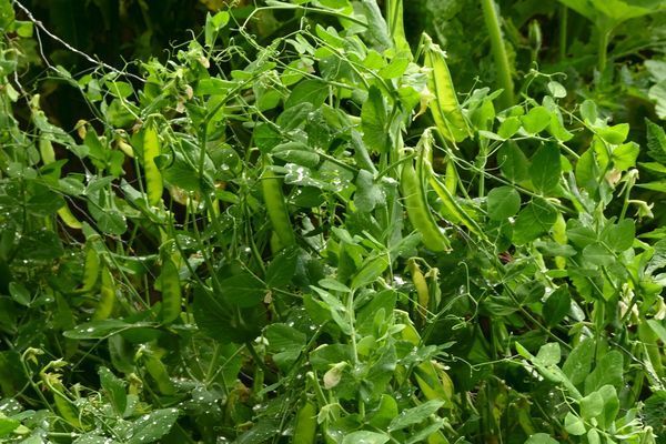 POis mangetout norly