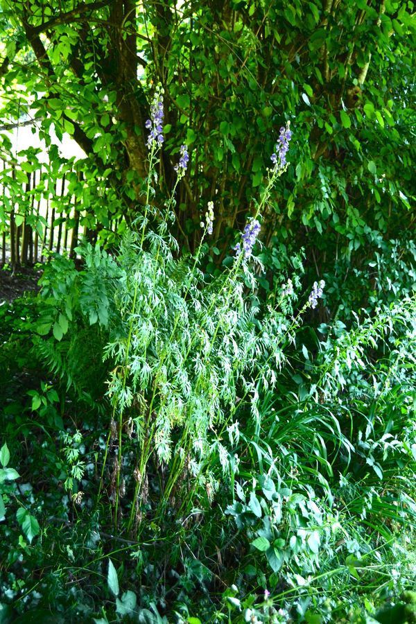 PLant d'aconit au jardin des quatre moineaux