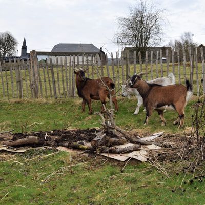 Chèvres aux quatre moineaux