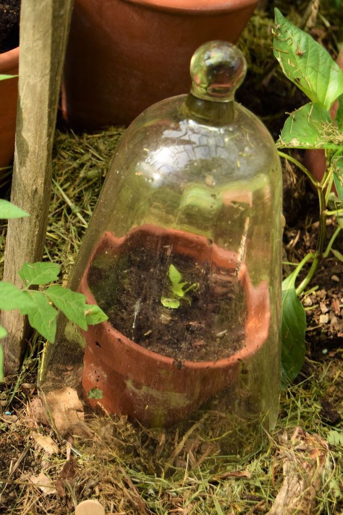 Plant de piment malgache au mois de mai 2017