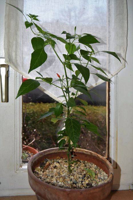 Mon premier essai d'hivernage des piments à l'intérieur : ça semble bien  parti - Au jardin des Quatre Moineaux