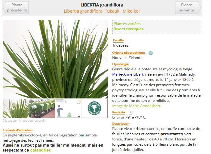 La fiche tehnique de libertia grandiflora sur le site très documenté des Pépinieres de Kerzarch (voir le lien dans les sources)