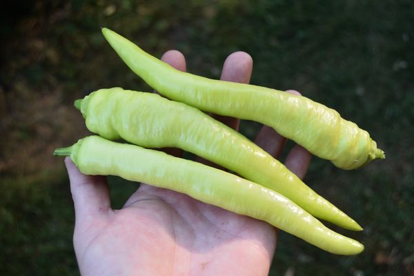 piment sivrija