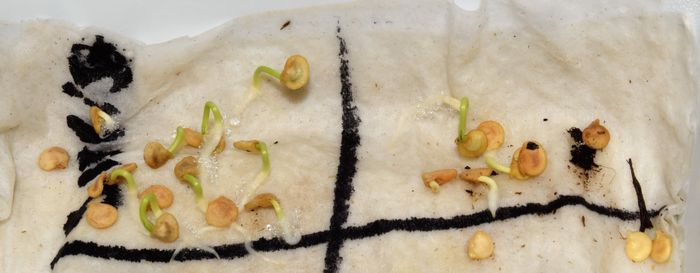 Germination de poivron ou piment sivrija