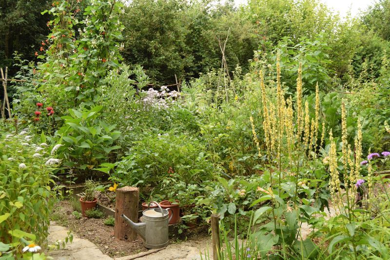 mon potager