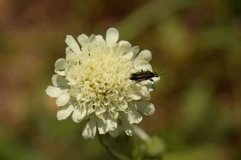 scabieuse