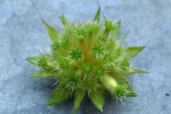 infructescence de knautie