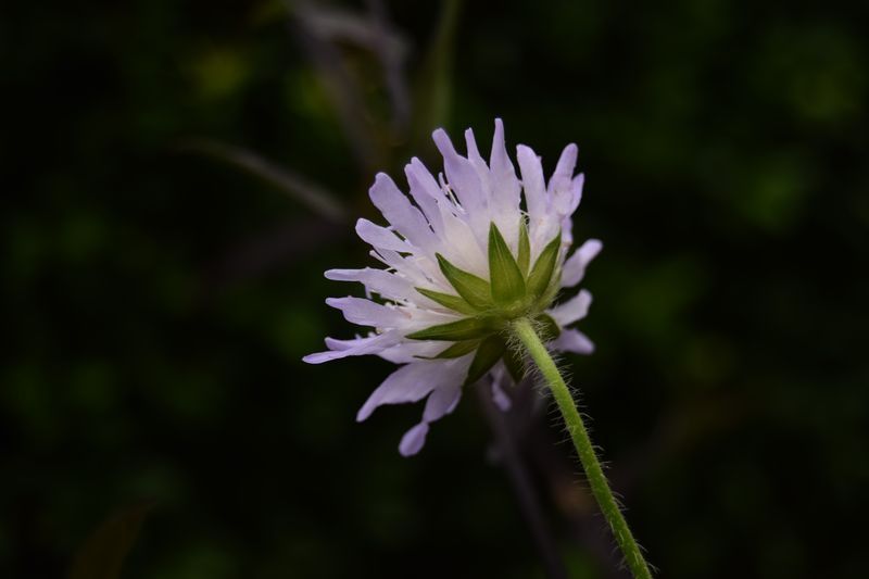 bractees de knautie