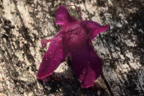 Fleur de knautie : quatre pétales