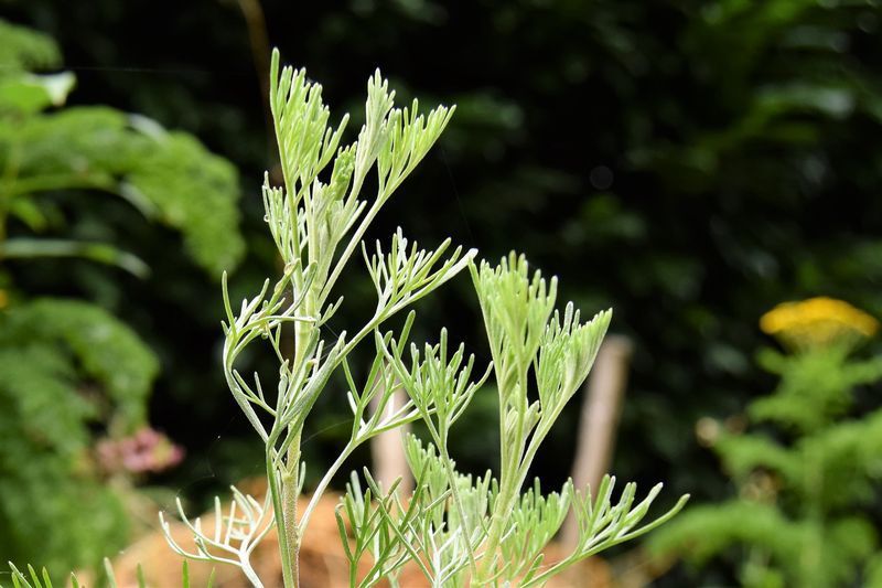 Ça sert à quoi une plante Coca-Cola ? - Au jardin des Quatre Moineaux