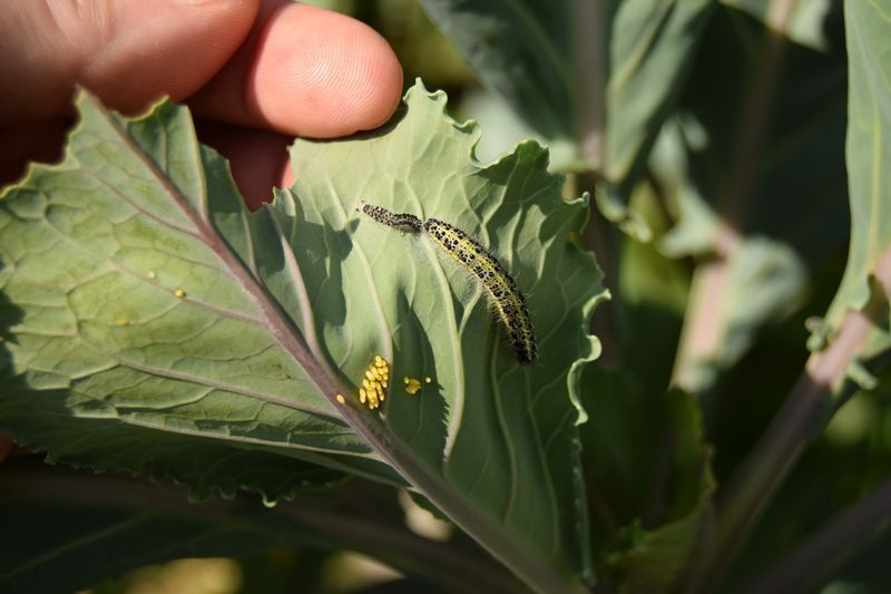 Que faire contre la piéride du chou ? La tanaisie semble efficace - Au  jardin des Quatre Moineaux