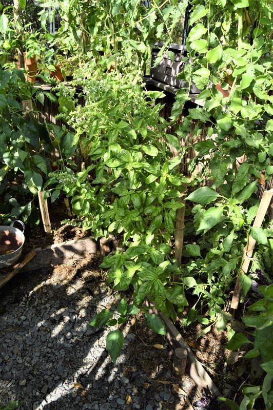 basilic dans la serre en septembre