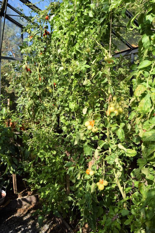 tomates dans la serre fin septembre