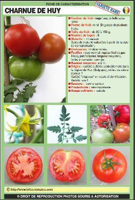 Cliquez sur l'image pou visualiser la fiche sur le site d'info-tomates