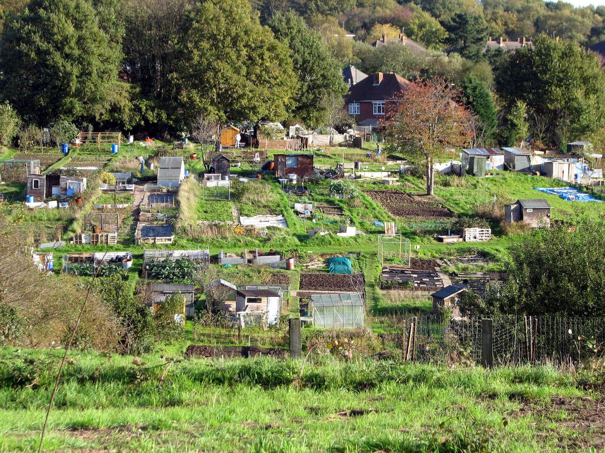 Allotments : photo  Roo Reynolds