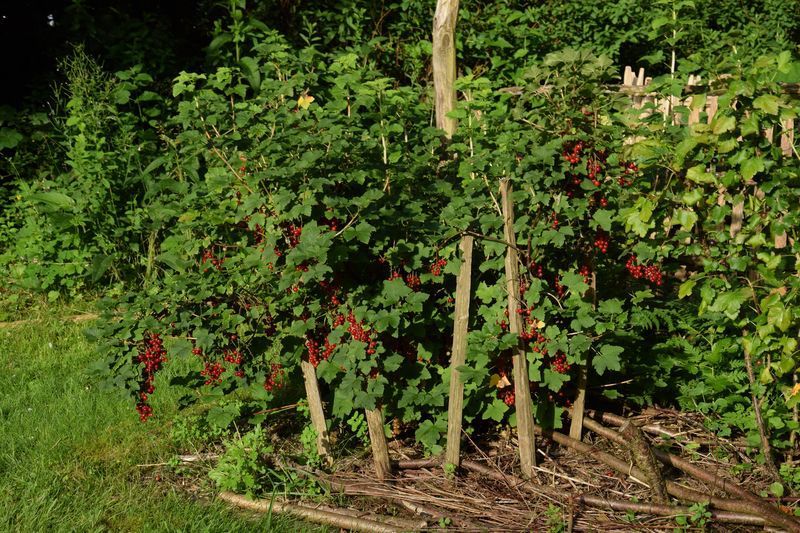 Planter un pied de cassis : quand et comment ?