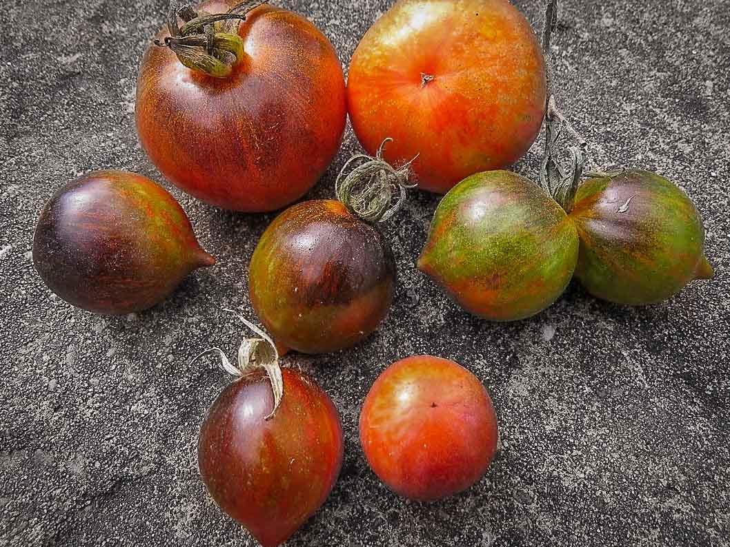 Tomates Seattle's blue wooly mammoth sur le site de Tomatotifou