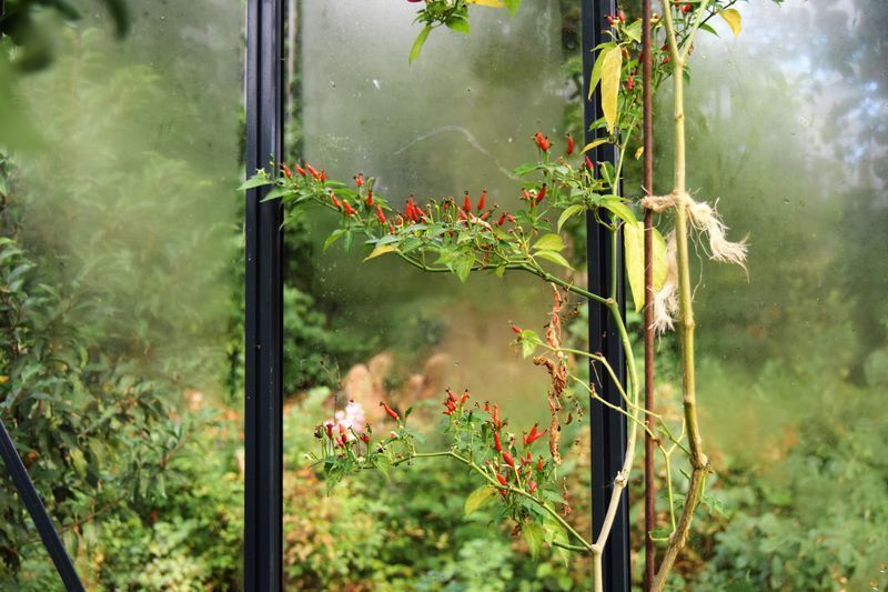 Piments malgaches dans la serre été 2018