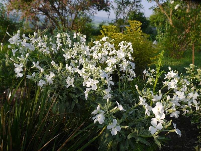 Mathiola incana alba