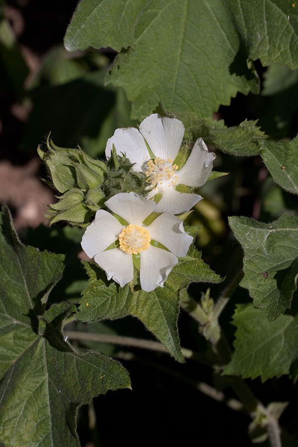 <a title="Denis.prévôt [CC BY-SA 3.0 (https://creativecommons.org/licenses/by-sa/3.0)], via Wikimedia Commons" href="https://commons.wikimedia.org/wiki/File:Kitaibela_vitifolia_-_Fleurs-2.jpg"><img width="256" alt="Kitaibela vitifolia - Fleurs-2" src="https://upload.wikimedia.org/wikipedia/commons/thumb/5/5b/Kitaibela_vitifolia_-_Fleurs-2.jpg/256px-Kitaibela_vitifolia_-_Fleurs-2.jpg"></a>