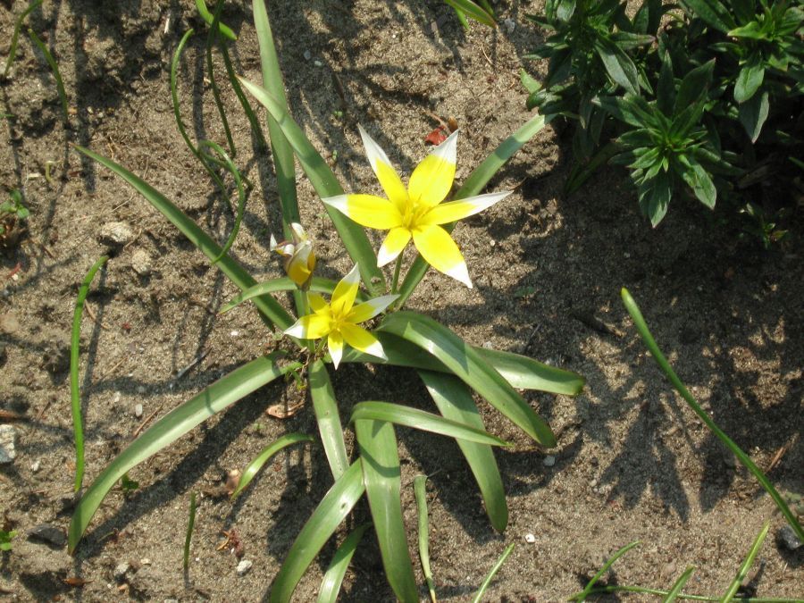 tulipa tarda Łukasz Szczurowski