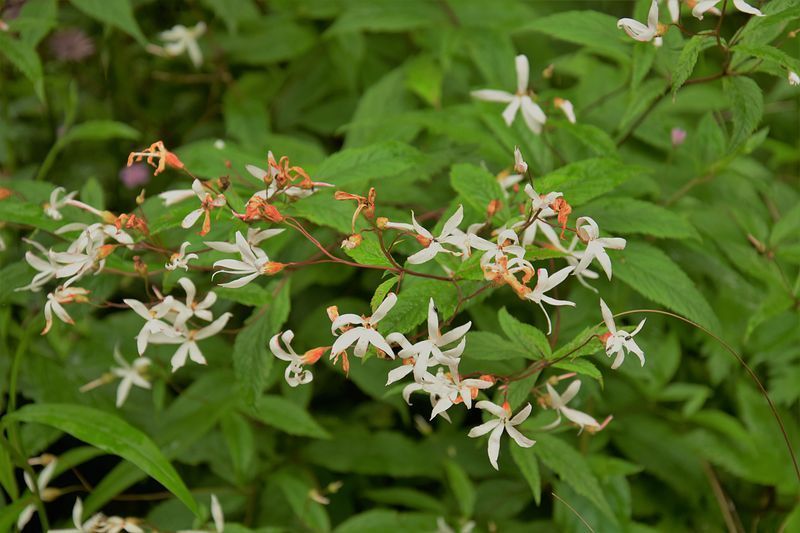 Gillenia trifoliata
