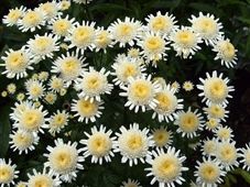 Tanacetum parthenium "Selma star"