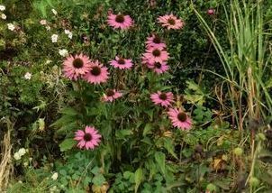 Echinacea purpurea jardin des quatre moineaux