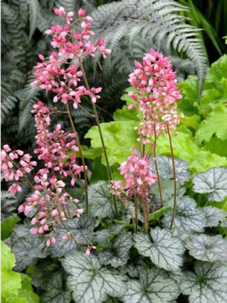 Heuchera peppermint