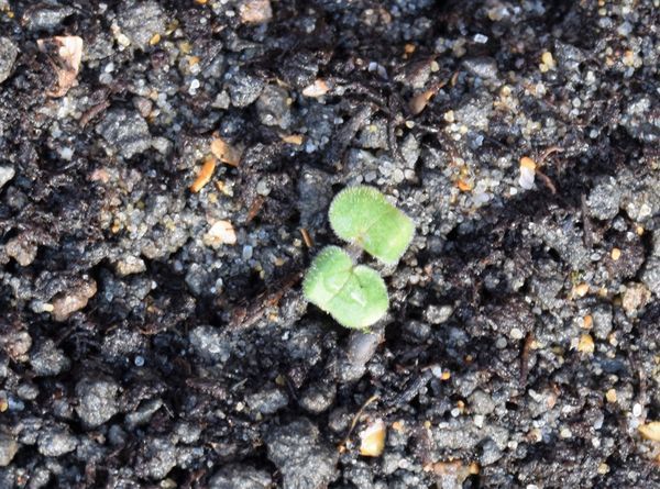 Germination de géranium jester's jacket