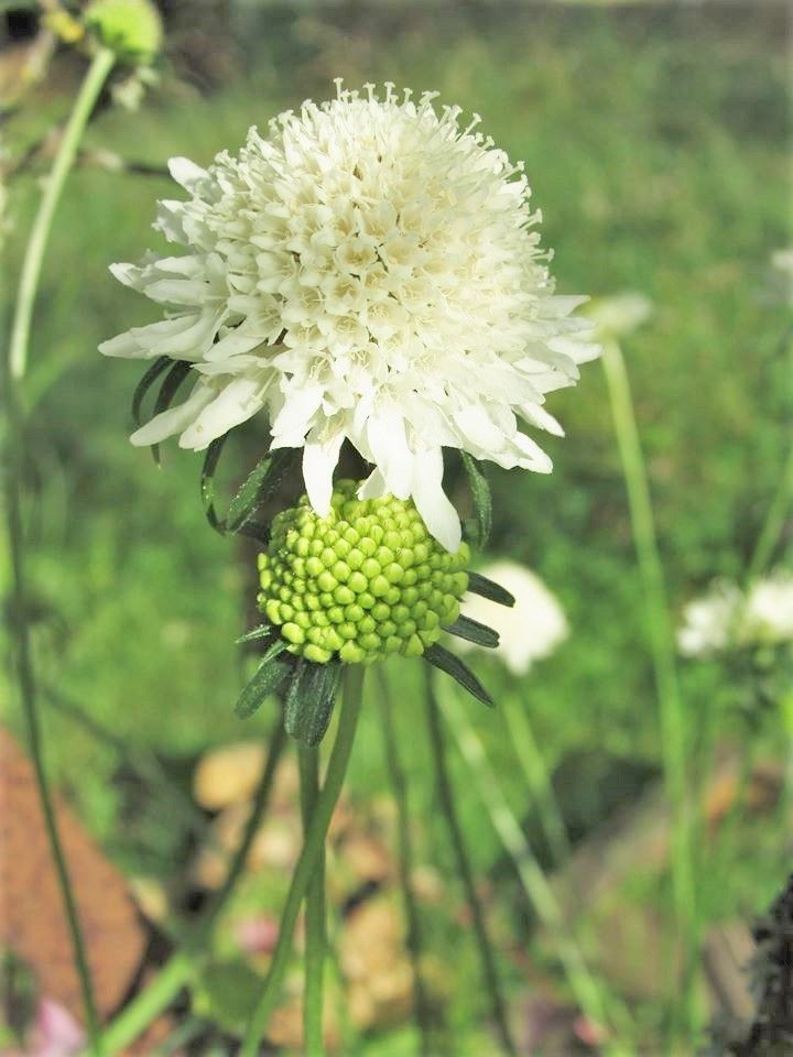 Scabiosa atropurpurea Ivory