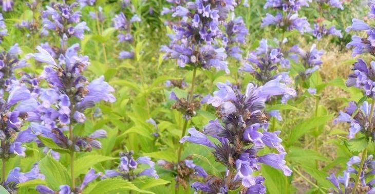 Nepeta subsessilis