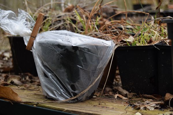 Semis de Thalictrum flavum