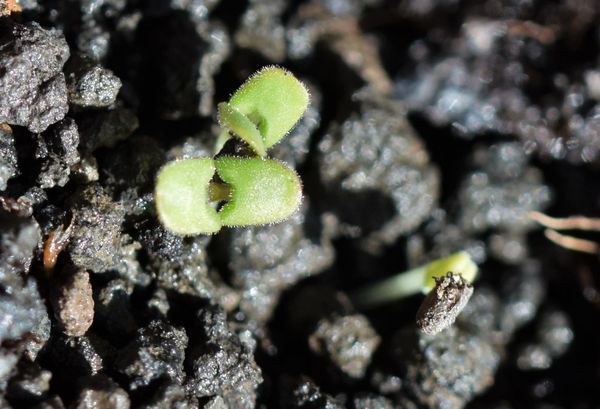 Levée de népéta - germination