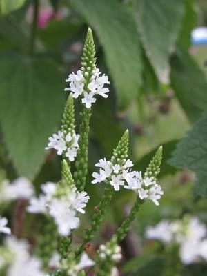Verbena hastata