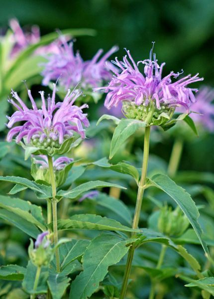 Monarde 