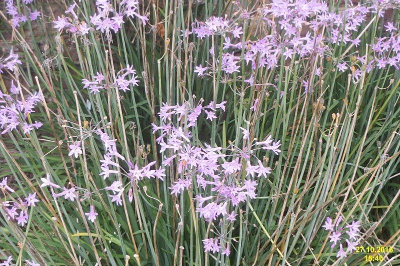 Tulbaghia