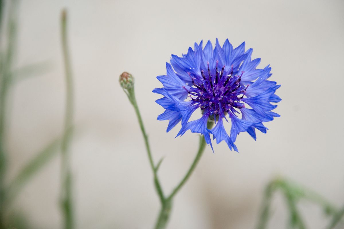 Bleuet simple