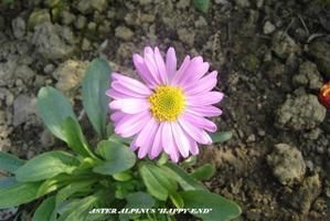 aster alpinus happy end