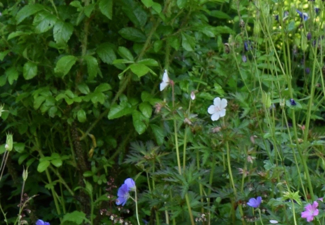 Géranium vivace