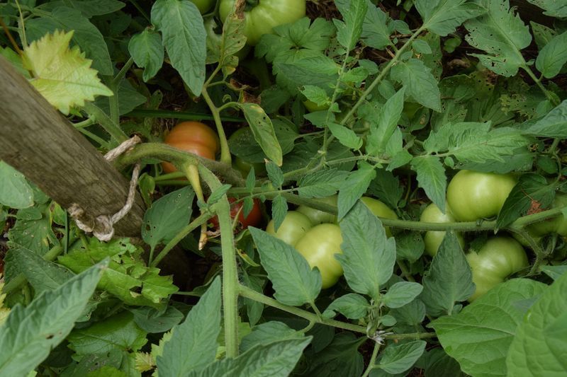 Sans prendre la moindre précaution et sans arroser malgré une très longue période de sécheresse, ce plant traine par terre et est couvert de grosses tomates qui commencent à mûrir.