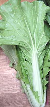 Wong Bok Chinese Cabbage