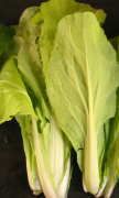 "Santoh" Quick Yellow Pak Choi 