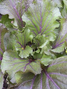vibrant joy purple pak choi sur le site real seeds