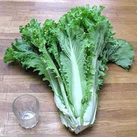 Chou bekana sur le site de real seeds